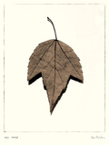Red Maple Prints by Alan Blaustein