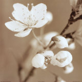 Blossom III Posters Blossom III Posters