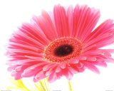Magenta Gerbera Stampe di Michael Bird Magenta Gerbera Stampe di Michael Bird