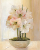 Striped Amaryllis Poster par Peter McGowan