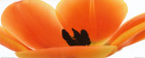 Orange Tulip Láminas por Michael Bird Orange Tulip Láminas por Michael Bird