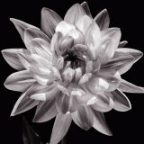White Dahlia I Art by Caroline Kelly