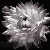White Dahlia II Posters par Caroline Kelly