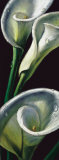 Dewdrop Callas Posters by Alma'ch 