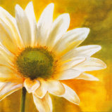 Marguerites dans le Soleil III Poster von Pierre Viollet