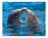 Dolphin kiss Reprodukcja zdjęcia autor Himani