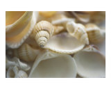 Mixed white British seashells Photographic Print by Abby Rex