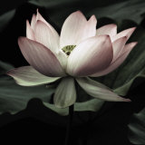 Andy Neuwirth - The Lotus I Obrazy Andy Neuwirth - The Lotus I Obrazy