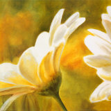 Marguerites dans le Soleil II Print by Pierre Viollet