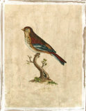 Selby Birds IV Giclee Print by Prideaux John Selby
