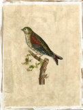 Selby Birds VI Giclee Print by Prideaux John Selby