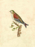 Selby Birds VI Prints by Prideaux John Selby