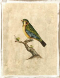 Selby Birds II Giclee Print by Prideaux John Selby