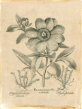 Pivoines Besler I Posters par Basilius Besler
