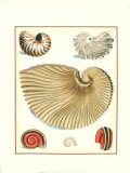 Studies in Symmetry II Prints by George Wolfgang Knorr