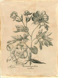 Pivoine III Posters par Basilius Besler