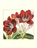 Poetic Blossoms I Prints