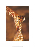 Giraffes, Namibia Láminas