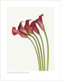 Five Arum Lilies Kunstdrucke von Davies & Starr 