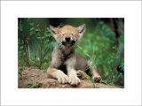 Wolf Cub Poster by Art Wolfe
