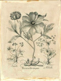 Besler Peonie II Posters van Basilius Besler Besler Peonie II Posters van Basilius Besler