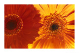 Gerbera Daisies Photo