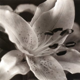 Speckled Lily プリント