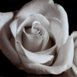 Open Rose Poster