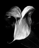 Anthuriums Posters par Harold Silverman
