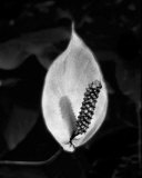 Peace Lily Póster por Harold Silverman Peace Lily Póster por Harold Silverman