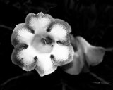 Gloxinia Lámina por Harold Silverman