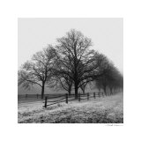 Row of Trees Láminas por Harold Silverman Row of Trees Láminas por Harold Silverman