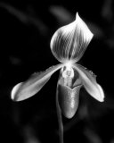Orchid Prints by Harold Silverman