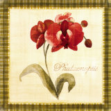 Phalaenopsis Art by Yuna 