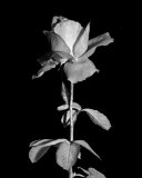 Rosa Láminas por Harold Silverman