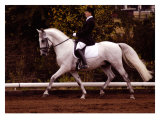 Dressage Giclee Print by Sara Stafford