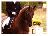 Deep Concentration Giclee Print by Sara Stafford