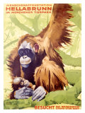 Munich Zoo, Ape reproduction procédé giclée