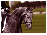 Competition Time Giclee Print by Sara Stafford