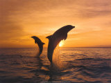 Deux dauphins Poster par Hubert & Klein 