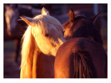 Telling Secrets Giclee Print by Sara Stafford