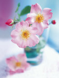 Dog Roses Posters av Pernilla Bergdhal