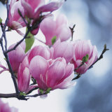 Magnolia  Prints