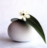 Blume und Blatt Kunst von Amelie Vuillon