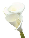 Lily in Bloom II Posters