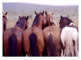 Tail End Giclee Print by David R. Stoecklein