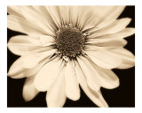 Flower In Sepia Photographic Print by Matthew  T Tourtellott
