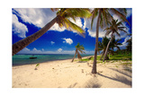 Palm Trees, Grand Cayman Island Photographic Print by George Oze Palm Trees, Grand Cayman Island Photographic Print by George Oze