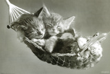 Kattungar i gungmatta (Kittens In A Hammock) Poster av Keith Kimberlin Kattungar i gungmatta (Kittens In A Hammock) Poster av Keith Kimberlin