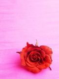 Red rose Photographic Print